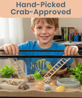 Child smiling while holding a marine aquarium setup with Super Cool Brown Turbo Shells For Hermit Crabs Two Pack 1.75 To 2 Inches.