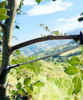 Fruit Tree Branch Spreaders 20 Pack Pro Grade 7 Inch Limb Spreader Kit installed on tree limb for support and control