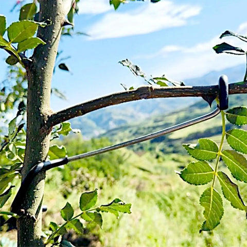 Fruit Tree Branch Spreaders 20 Pack Pro Grade 7 Inch Limb Spreader Kit installed on tree limb for support and control