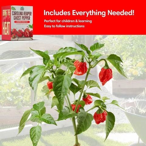 Reaper Ghost Pepper All In One Starter Grow Kit With Seeds And Growing Supplies For Beginners Includes Bhut Jolokia Seeds, plant image.