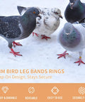 8mm Pigeon Leg Bands Set For Poultry With Laser Etched 001 To 100 In Five Colors Plastic Chicken Tags visible on pigeons' legs