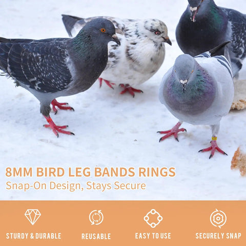 8mm Pigeon Leg Bands Set For Poultry With Laser Etched 001 To 100 In Five Colors Plastic Chicken Tags visible on pigeons' legs