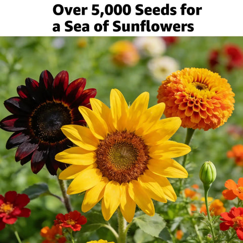 Sunflower Seed Mix Pack With 15 Varieties And 5000 Seeds For Planting Four Ounce Bag Giant Mammoth And Dwarf Garden Varieties High Germination Attracts Pollinators Green Thumb Approved And Easy To Grow
