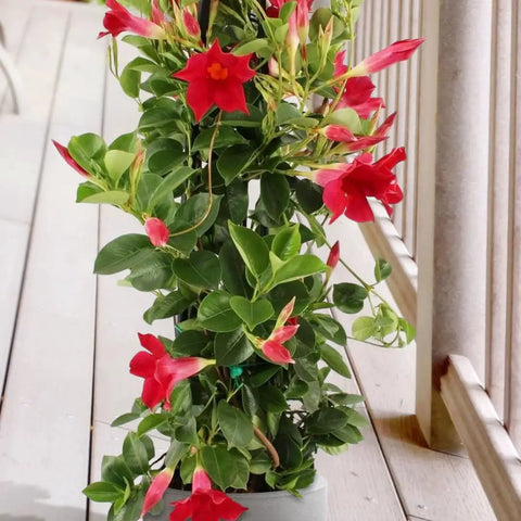 Two Red Mandevilla Live Plants, 4-6 Inch Tall Unpotted Vines With Bright Red Flowers, Easy To Grow, Sun Loving Patio Or Garden Plant For Full Sun To Partial Shade, Tropical Color Burst For Deck, Balcony Or Fence. Potted vine with red blooms on a deck