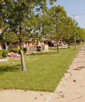 Scene of damaged buildings with debris on the ground, indicating a recent cleanup after a disaster.
