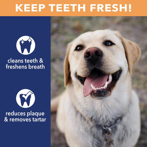 Happy dog promoting CareChewz Collagen Twist Keys Dog Chew Treats 6 To 7 Inch Natural Flavor Beef Hide Dental Style Snack benefits.
