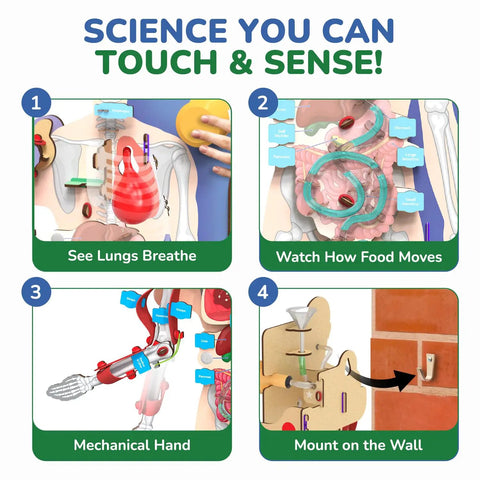 Totally Hands On Anatomy Kit For Kids Aged Eight To Fourteen Buildable Human Body Model educational features and mechanisms
