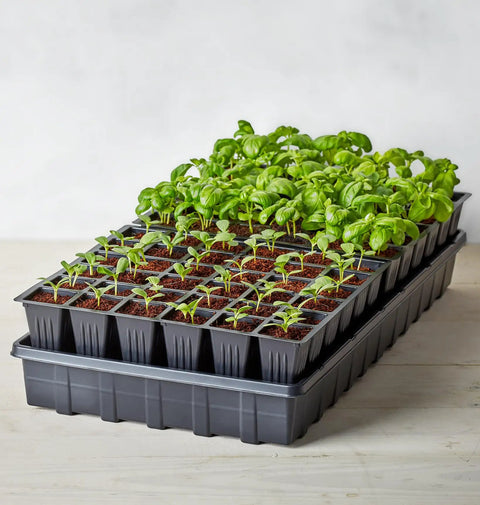 Self Watering Seed Starter Kit With 72 Cells Two Trays Stands Dome Water Reservoir And Pellets For Easy No Fuss Indoor Gardening And Pro Grade Seed Growth At Home with young seedlings.