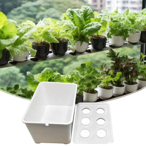 Six Hole Hydroponic Growing Box System For Indoor And Outdoor Gardens Soilless Cultivation Dope For Home Growers with seedlings