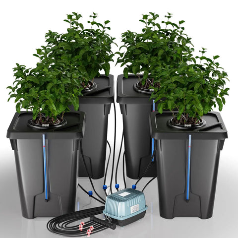 Four Buckets DWC Hydroponics Growing System With Top Drip Kit Seven Gallon Deep Water Culture Buckets Air Pump Air Stone