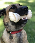 Dog holding American Beefhide 12 Inch Knotted Dog Bone Chew Treat With Natural Flavor Thick Long Lasting Rawhide Chew For Dogs