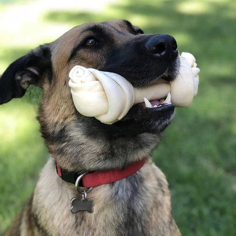 Dog holding American Beefhide 12 Inch Knotted Dog Bone Chew Treat With Natural Flavor Thick Long Lasting Rawhide Chew For Dogs