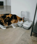 Cat eating from No Fuss Dual Compartment Automatic Pet Feeder Programmable Meal Timer For Cats And Small Dogs.
