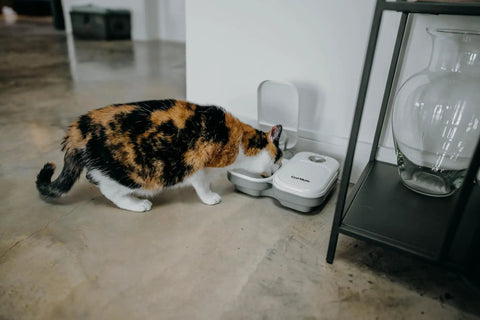 Cat eating from No Fuss Dual Compartment Automatic Pet Feeder Programmable Meal Timer For Cats And Small Dogs.
