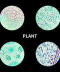 100 Pack Prepared Microscope Slides Set For Kids And Homeschoolers With Professional Specimens High Quality Optical Glass Frosted Round Edge Safe Classroom Lab Gear For Science Class featuring plant cells under microscope.
