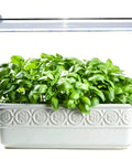 2Ft Suction Cup Plant Grow Light 12W LED Wall Mount Grow Lamp With Adjustable Height above leafy herbs in ceramic pot