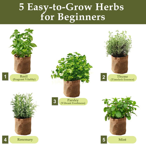 Five burlap bags with basil, thyme, rosemary, parsley, and mint plants from Indoor Herb Garden Starter Kit With Wooden Box Planter Includes Basil Parsley Rosemary Thyme Mint Seeds Plus Coconut Soil Discs Five Burlap Bags Five Plant Markers Three Gardening Tools Pruning Scissors And Spray Bottle A Perfect Gift For Mom.