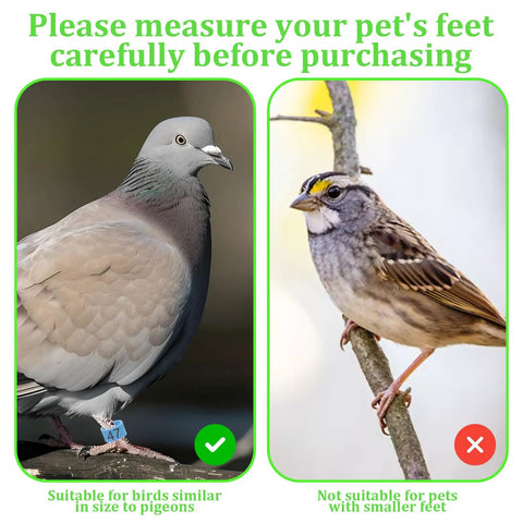 Pigeon with leg band and smaller bird comparison, 100 Pack 8mm Colorful Readable Leg Bands For Baby Chick And Small Birds, Clip On Identification Rings