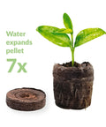 Indoor Seed Starter Kit With 100 36mm Peat Pellets That Expand With Water No Fuss Germination For Vegetables, Herbs, And Flowers Ideal