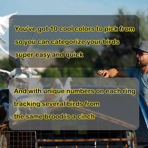 Man releasing pigeons with 100Pcs Multicolor Aluminum Pigeon Leg Rings for Easy Identification and Training Birds Foot Bands.