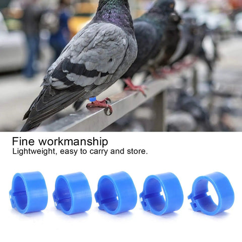 Pigeon wearing a blue 10mm leg ring on a rail, showcasing 200 Pcs 10mm Pigeon Leg Clip Rings for Poultry Foot Identification.
