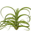 Tillandsia Curly Slim Jumbo Air Plant One Count 5 To 9 Inches, low-maintenance live indoor plant with curly green leaves on white background