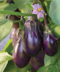 Patio Baby Eggplant Seeds Pack Of 30 for small gardens growing on compact plants with purple eggplants and green leaves.