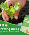 Gardener planting lettuce with Fruivity Grow Guide for 55 varieties of vegetable seeds