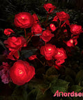 Solar Garden Lights Outdoor 10 Waterproof Fabric Roses 2 Pack Rad Red Led Flower Decorations glowing red in garden at night