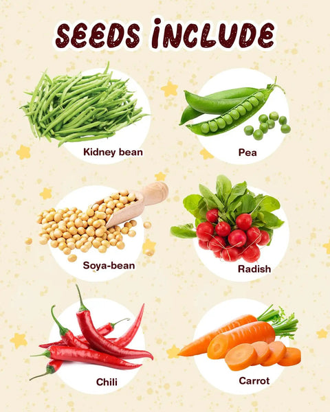 Illustration of six seed varieties: kidney bean, pea, soya-bean, radish, chili, carrot for Six Seed Varieties Kid Friendly Garden Kit For Hands On STEM Learning A Fun Hands On Science Project For Ages 5 7 8 12 Perfect Gift For Christmas Easter Birthday And School Gardening.