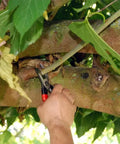 Using 7 Inch Bypass Pruners For Precise Smooth Cuts With Easy Grip And One Hand Locking on tree branch