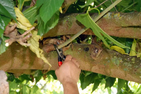 Person using Bypass Pruners 103 General Purpose Medium With Non Slip Vinyl Handle on fruit tree branch