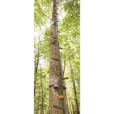Extra Long Tree Climbing Stick Ladder For Deer Hunting Up To 25 Feet Durable Climbing Gear For Tree Stands Easy Stable Climb And Quick Deployment Every Time on a tall tree.