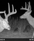 Nighttime image captured by Edge Cellular Trail Camera With Auto Connect Across Nationwide 4G LTE HD Video And Audio Built In Memory featuring two deer.
