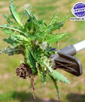 Upgraded Stand Up Weed Puller With 38 Inch Long Handle Five Claw Root Puller For Dandelions Back Friendly Weeding Tool uprooting weed