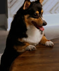 Dog near table with clear gloss finish treated with Triple Thick Polyurethane Clear Wood Finish For Interior Wood Surfaces
