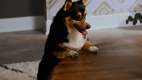 Dog near table with clear gloss finish treated with Triple Thick Polyurethane Clear Wood Finish For Interior Wood Surfaces
