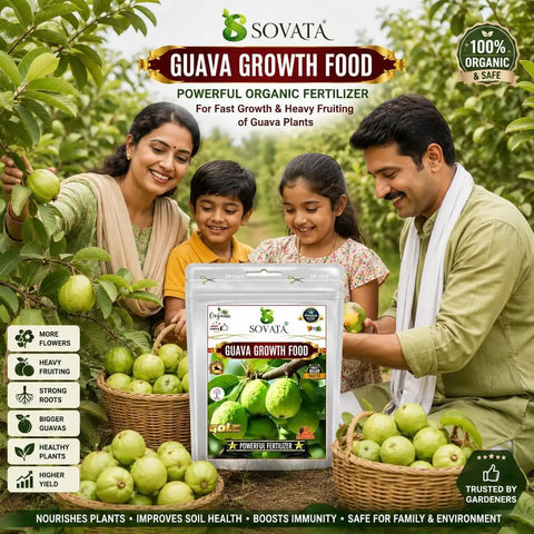 Guava Growth Food Organic Fertilizer For Fast Growth And Heavy Fruiting 200 G With Nitrogen Phosphorus Potassium And Microorganisms For Big Yields In Your Home Garden in zip pouch
