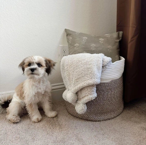 Cozy Cotton Rope Blanket Basket With Built In Handles, 15.8 X 15.8 X 13.8 Inches next to a small dog in a room corner.
