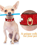 Chihuahua holding toothbrush wearing red collar with D ring highlighted