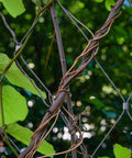 Vines intertwined with wire fencing in a garden setting with green leaves and a metal structure for support.