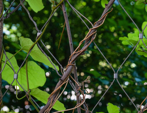 Vines intertwined with wire fencing in a garden setting with green leaves and a metal structure for support.