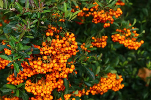 Sea Buckthorn Seeds For Planting 150 Plus High Germination Hippophae Rhamnoides Hardy Berry Shrub Seeds For Outdoor Garden Low Effort Home Growing Yard Friendly Perennial Deciduous Plant With Bright Orange Berries And Tough Adaptability