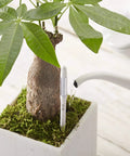 Plant Soil Moisture Sensor Pen Set Five Leave In Meter For Small Pots Green Designed For Two And A Half Inch Pots in a plant pot