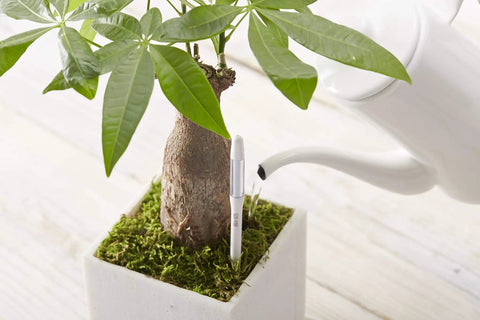 Aquameter Soil Moisture Meter Pen Set Of 5 Leave In Plant Water Sensor in a pot with moss and a watering can nearby