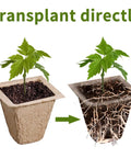 Eco Friendly 200 Cell Seed Starter Tray Kit With Biodegradable Peat Pots showing direct transplant of seedling with roots.