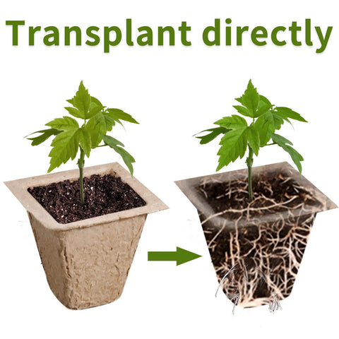 Eco Friendly 200 Cell Seed Starter Tray Kit With Biodegradable Peat Pots showing direct transplant of seedling with roots.