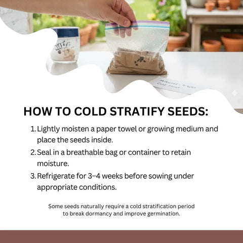 Instructions on how to cold stratify seeds with a visible plastic bag containing seeds on a table.