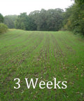 Field planted with Workhorse 60 Inch 3 Point Seeder For Category One Hitches With 10 Seed Rows, 3 weeks growth