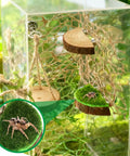 Premium Seven Piece Jumping Spider Habitat Decor Kit Featuring Natural Wood Platforms Cozy Hanging Swing Braided Hemp Rope Bridge And Glitter Webs For Compact Enclosures That Totally Slaps with wooden mounts and spider.